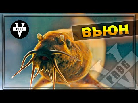 Видео: ВЬЮН. Все о рыбе, как и где ловить и как приготовить !