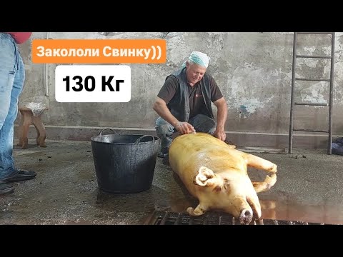 Видео: Закололи Свинку))