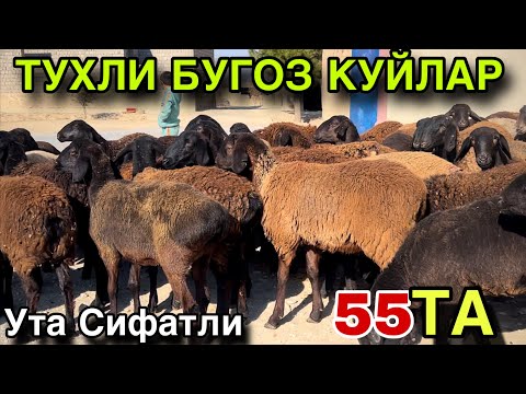 Видео: УТА СИФАТЛИ НАРХДА ТУХЛИ БУГОЗ КУЙЛАР! КАШКАДАРЁ ГУЗОР ТУХЛИ КУЙЛАРИ! 