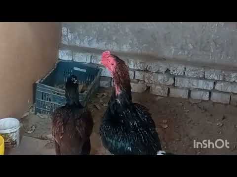 Видео: ЧЕМПИОН ХУ́РОЗ ХАКИДА