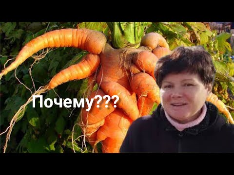 Видео: 5 причин корявой и рогатой морковки!