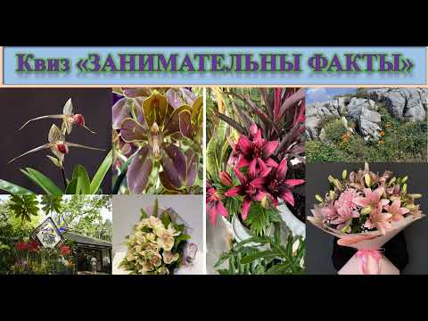Видео: 61 Орхидеи и лилии