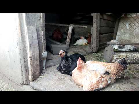 Видео: Цыплята падают на ноги. Чем лечила.