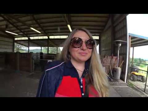 Видео: Альпака Ферма. Ежегодная стрижка альпак в Шервуд, штат Орегон.