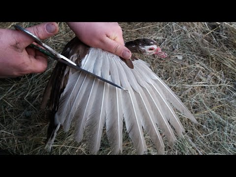 Видео: ЕСЛИ ИНДОУТКИ ЛЕТАЮТ ТО СДЕЛАЙТЕ ТАК !!!
