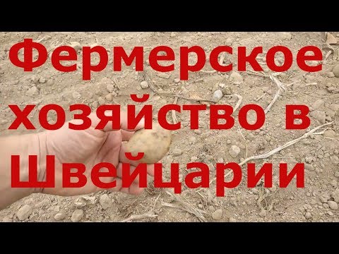 Видео: Выгрузка в фермерском хозяйстве Швейцарии