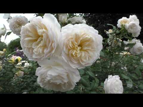 Видео: Стимуляторы для наших роз