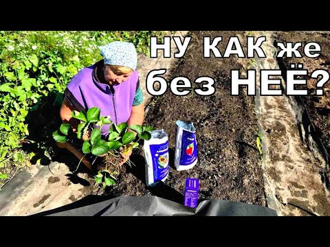 Видео: Никогда больше не буду это выращивать- сказала я и посадила целую грядку