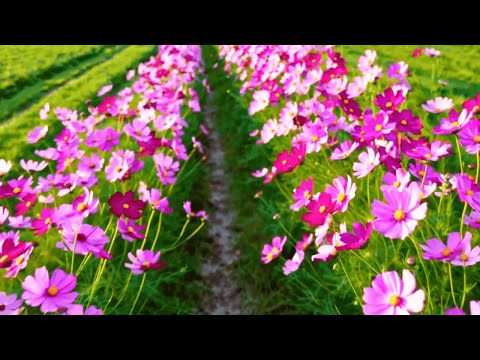 Видео: Нежные мелодии для сердца и души — исцеление тревог и внутренний покой