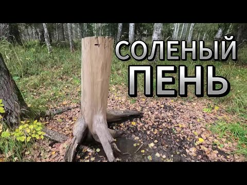 Видео: с лайкой на солонец