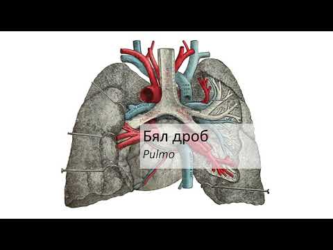 Видео: Бял дроб – Pulmo (11:22) ┃teoriyata.com