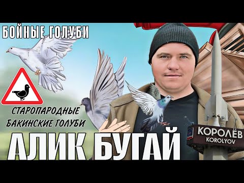 Видео: СТАРОПОРОДНЫЕ БАКИНСКИЕ ГОЛУБИ. В ГОСТЯХ У АЛИКА БУГАЯ.ГОНЯЕМ ГОЛУБЕЙ, РАЗГОВОР О СОДЕРЖАНИИ #голуби