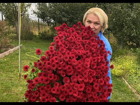 Видео: Осінні квіти, які здивують всіх! Як виростити великий кущ хризантеми.