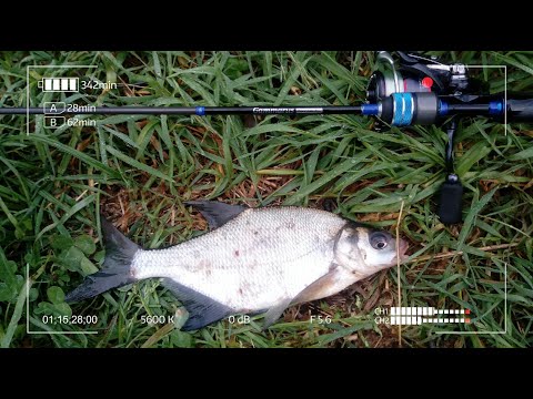 Видео: Мормышинг на реке Дубна в начале июня. День белой рыбы