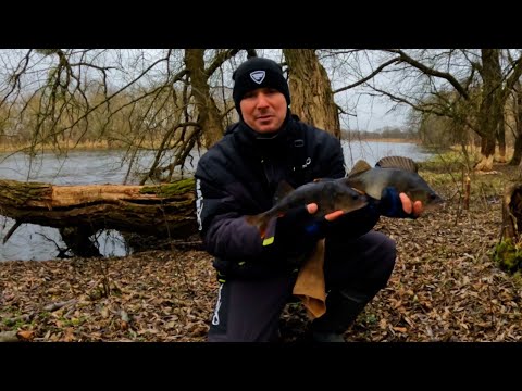 Видео: З ТАКИМИ ОКУНЯМИ І ЩУКИ НЕПОТРІБНО. Зимова риболовля на спінінг.