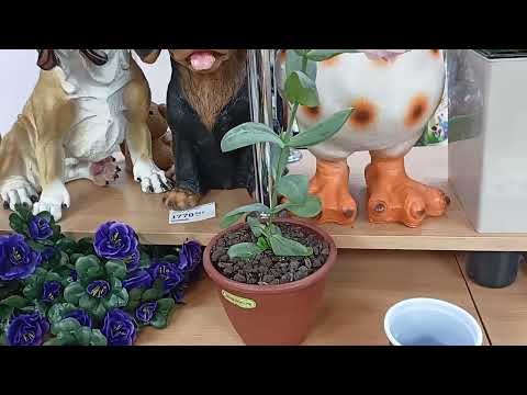 Видео: Основные ошибки при выращивании эустомы.