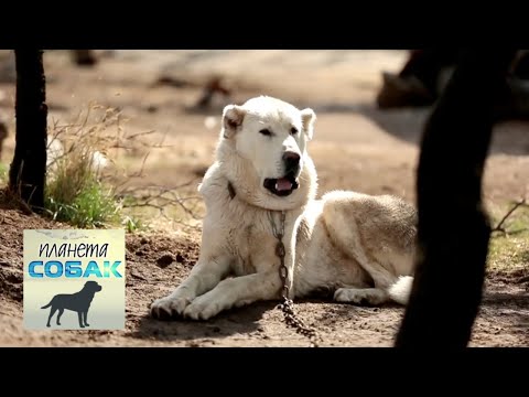 Видео: Акбаш. Планета собак 🌏 Моя Планета