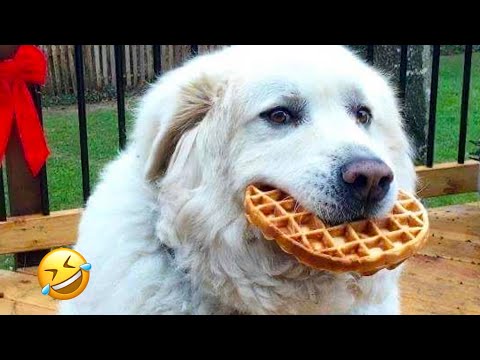 Видео: Самые смешные моменты с собаками и кошками, которые взорвали интернет. Попробуй не засмеяться! Че...