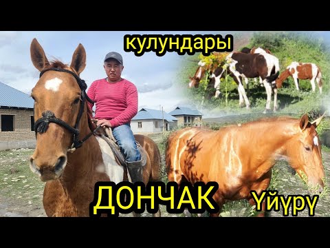Видео: Үйүрү күчтүү "ДОНЧАК"  ат чыкты  15 ЖАШ  айылынан 28.03.2022