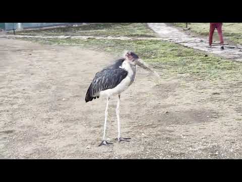 Видео: Танзания со Станиславом Дробышевским. День 4