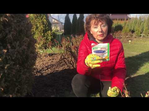 Видео: Эффективное кормление РОЗ для ПЫШНОГО ЦВЕТЕНИЯ / Елена Иващенко