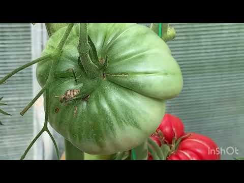 Видео: Обзор сортов томатов.Часть 3.