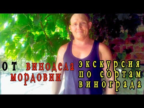 Видео: экскурсия по виноградам винодела