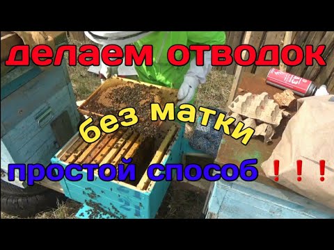 Видео: Делаем самый простой отводок,,,+1 семья😊