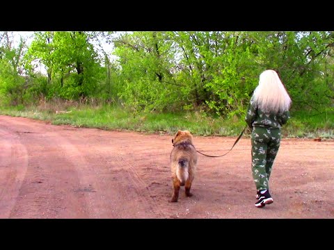 Видео: Они уже всем надоели!!! Испортили всю прогулку!!!