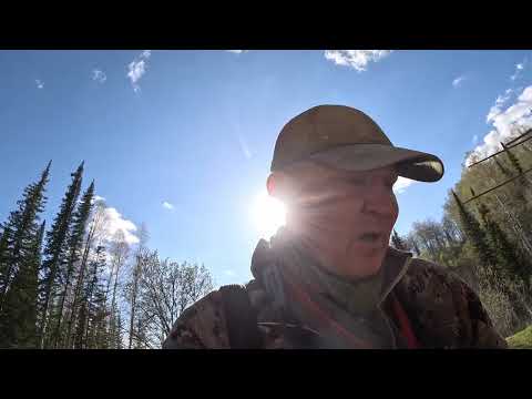 Видео: Охота на медведя с лайками в горах Алтая 2.