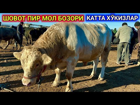 Видео: ХОРАЗМ ШОВОТ КАТТА ХЎКИЗЛАР БОЗОРИ 13-ноября 2024 г.