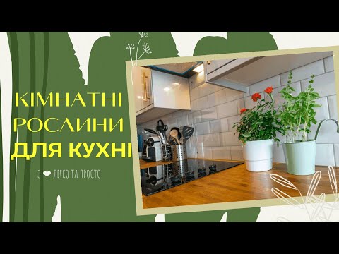 Видео: Топ 10 кімнатних РОСЛИН для КУХНІ 🌼🌺🌷