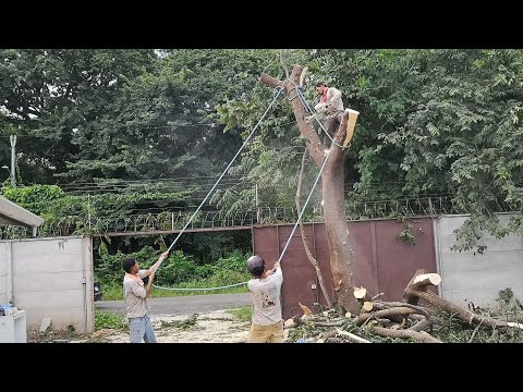 Видео: Смертельно опасная работа.