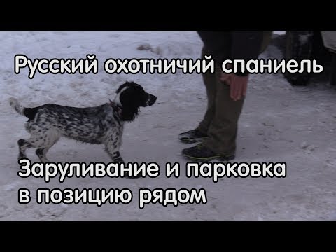 Видео: Заруливание и парковка в позицию рядом, русский охотничий спаниель