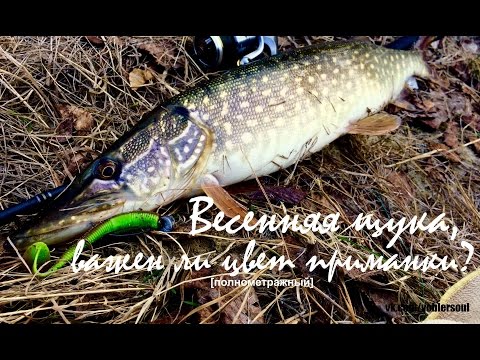 Видео: Щука на спиннинг весной. Выбор цвета приманки. Видео отчет от 21 марта 2017 г.