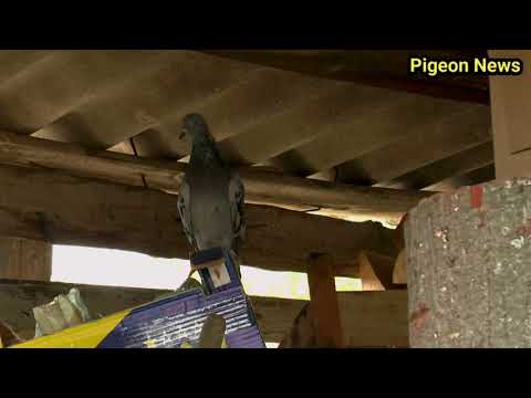 Видео: ЭТО ЖЕ НАДО БЫТЬ ТАКИМ ВЕЗУЧИМ