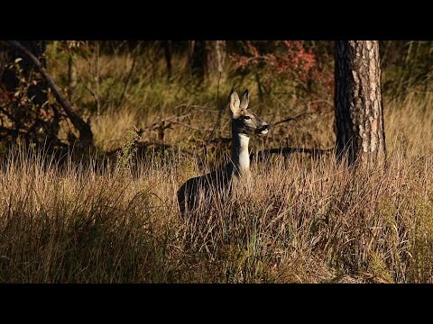Видео: Гон в розпалі. Розминувся з оленем.