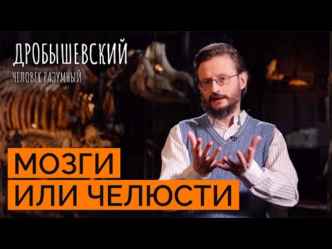 Видео: Какие существа могли развить мозг так же, как и человек? // Дробышевский