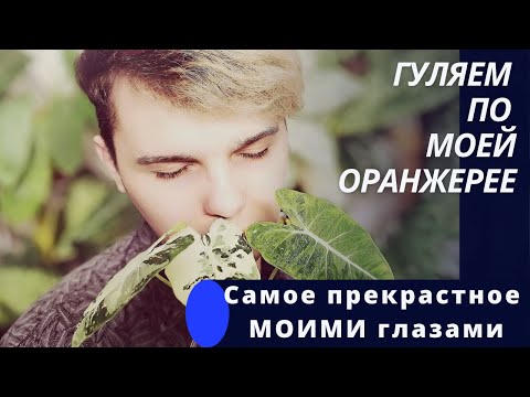 Видео: Самые ДУШЕВНЫЕ МОМЕНТЫ/Джунгли в квартире