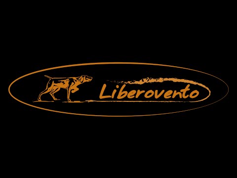 Видео: Курцхаар.