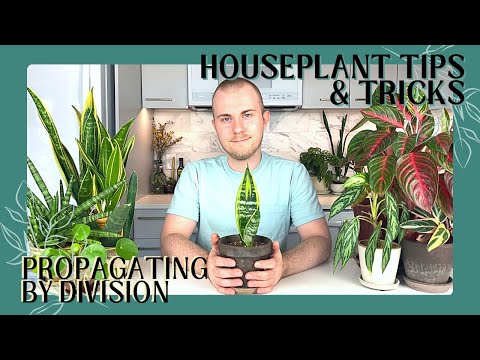 Видео: Как размножать комнатные растения делением | Советы и рекомендации по комнатным растениям, выпуск 4
