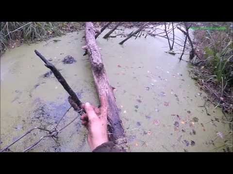 Видео: Охота на бобра с БОЛЬШИМ капканом КП 320х600 (Будни охотника и рыбака)