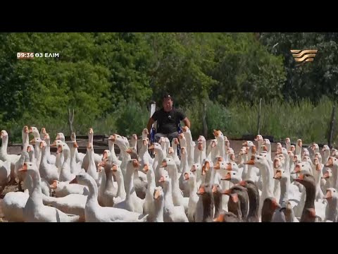 Видео: Екі аяғынан айырылған азамат құс шаруашылығын дөңгелетіп отыр | «Өз елім»