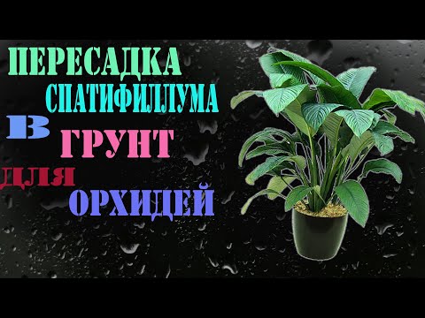 Видео: Спатифиллум СЕНСАЦИЯ/Размножение САМОГО дорогого ЦВЕТКА/ПОСАДКА в грунт для ОРХИДЕЙ