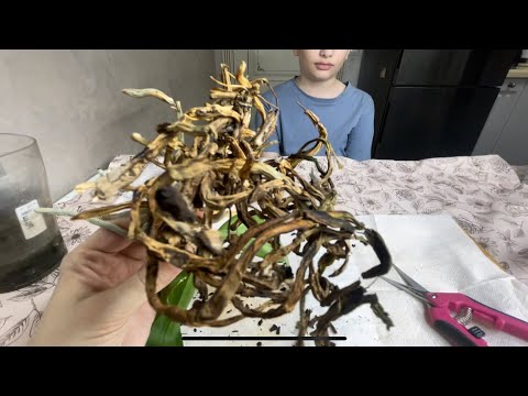 Видео: Театральная орхидея просит внимания зрителей 😊🎭it’s her time to play👏🏼