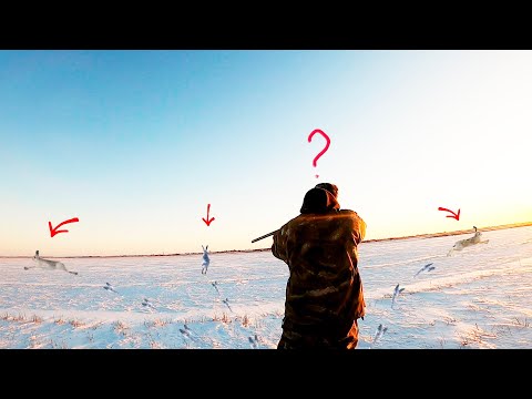 Видео: ОХОТА НА ЗАЙЦА 2024. ТАКОЙ ОХОТЫ У МЕНЯ ЕЩЕ НЕ БЫЛО! ТРИ С ЛЕЖКИ.