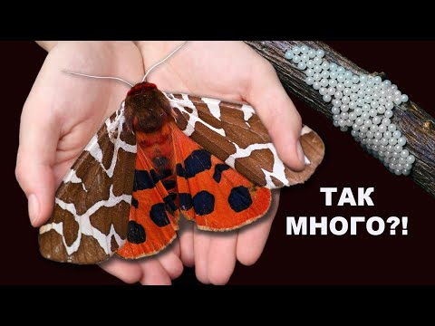 Видео: Удивительное рядом. Дикие бабочки размножаются дома. Превращение насекомых. Продолжение.