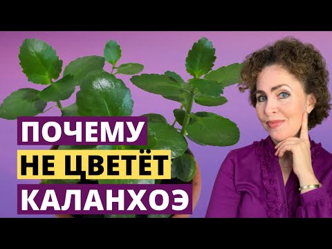 Видео: КАЛАНХОЭ не цветет. КАЛАНХОЭ уход. КАЛАНХОЕ