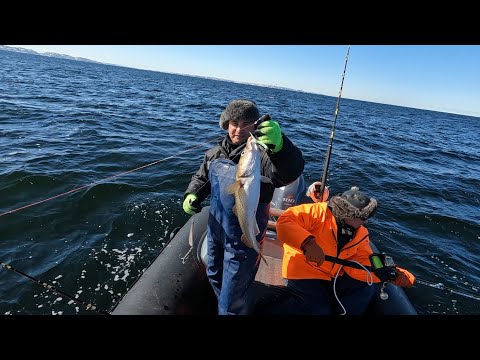 Видео: РЫБА ПРИШЛА / БАРЕНЦЕВО МОРЕ  / EXCELLENT FISHING / BARENTS SEA