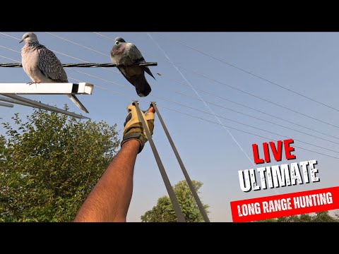 Видео: Мастер-стрелок — падение голубя с высоты 200 футов!